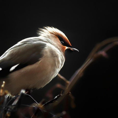 Silk tail White Modern Wood Framed Art Print with Double Matting by Pettersson, Benny