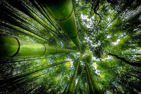 Arashiyama White Modern Wood Framed Art Print with Double Matting by Ros, David