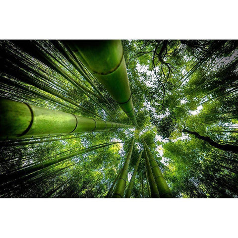 Arashiyama Black Modern Wood Framed Art Print by Ros, David