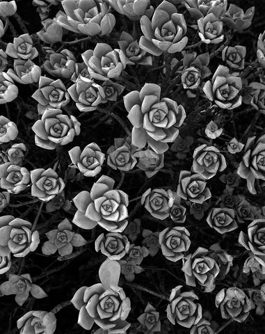 Tuc 1 Black Ornate Wood Framed Art Print with Double Matting by Sousa Dias, Nana