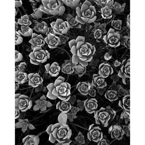 Tuc 1 Black Modern Wood Framed Art Print by Sousa Dias, Nana