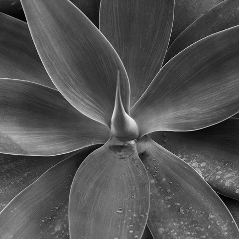 Sintra #06 Black Ornate Wood Framed Art Print with Double Matting by Sousa Dias, Nana