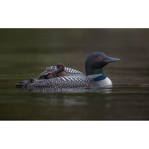 Along For The Ride Black Modern Wood Framed Art Print by Barsh, Greg
