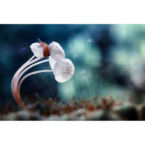 Snail And Mushrooms White Modern Wood Framed Art Print by Almustaqim, Dede