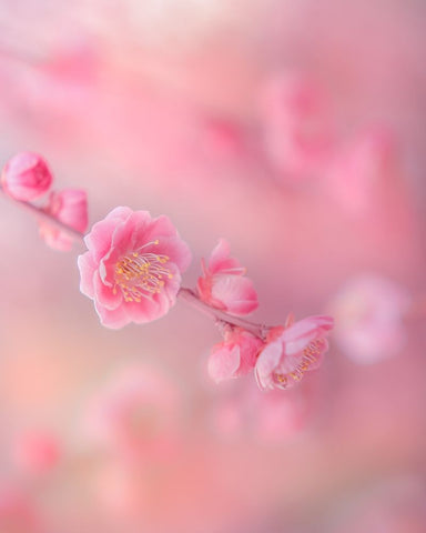 Untitled White Modern Wood Framed Art Print with Double Matting by Koumura, Miyako