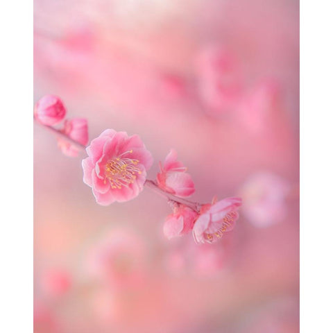 Untitled Black Modern Wood Framed Art Print by Koumura, Miyako