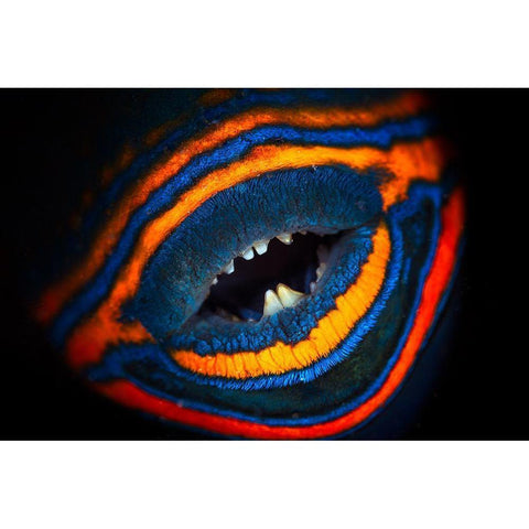 Orange-Lined Triggerfish White Modern Wood Framed Art Print by Gabriel, Barathieu