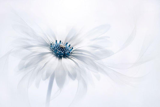 Image Only
