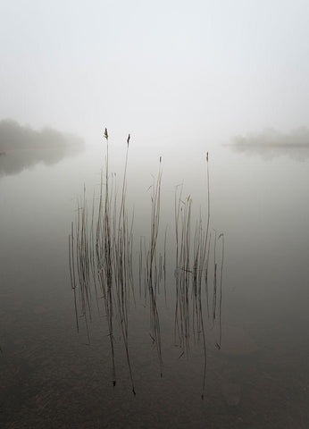 Reeds In The Mist Black Ornate Wood Framed Art Print with Double Matting by Ahern, David