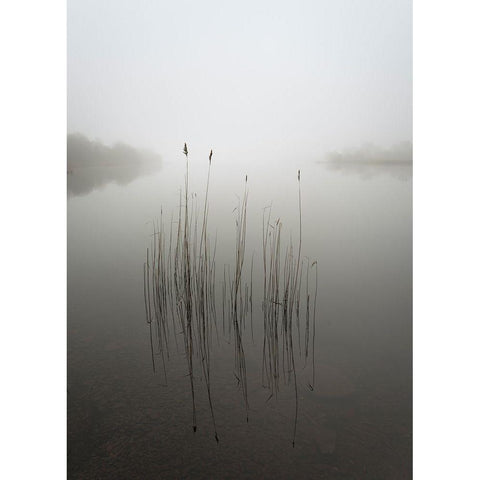 Reeds In The Mist White Modern Wood Framed Art Print by Ahern, David