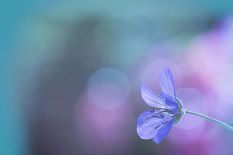 Untitled White Modern Wood Framed Art Print with Double Matting by Mihailowitsch, Pia