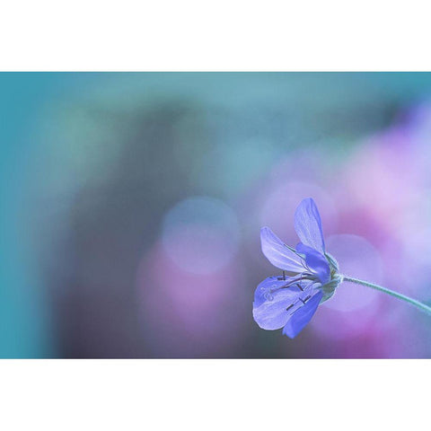 Untitled White Modern Wood Framed Art Print by Mihailowitsch, Pia