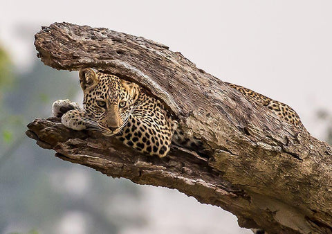 Hide And Seek Black Ornate Wood Framed Art Print with Double Matting by Kim, Eunice