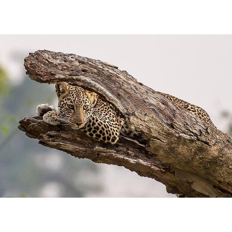 Hide And Seek Black Modern Wood Framed Art Print by Kim, Eunice