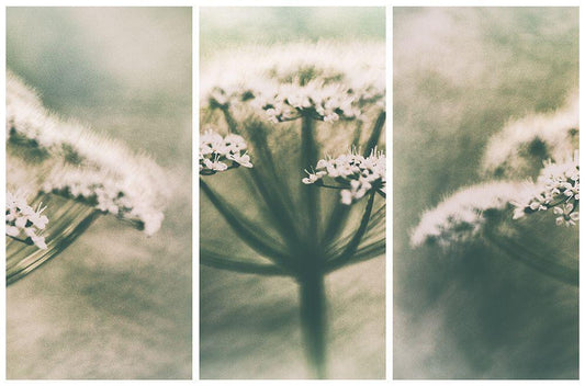 Image Only