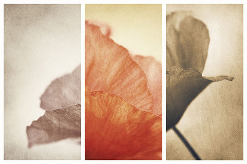 Fading Memories White Modern Wood Framed Art Print with Double Matting by Davidsson, Gustav