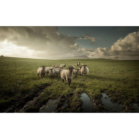 Sheep Black Modern Wood Framed Art Print with Double Matting by Ahern, David