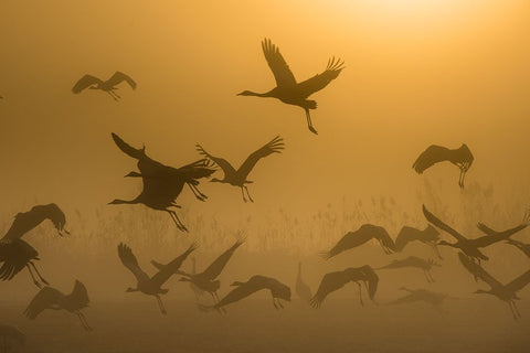 Sunrise With Cranes White Modern Wood Framed Art Print with Double Matting by Rosenblatt, Ronen