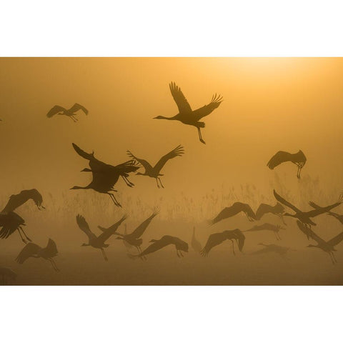 Sunrise With Cranes Black Modern Wood Framed Art Print with Double Matting by Rosenblatt, Ronen