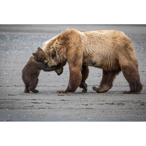 A Little Bear Hug Black Modern Wood Framed Art Print by Doyle, Renee