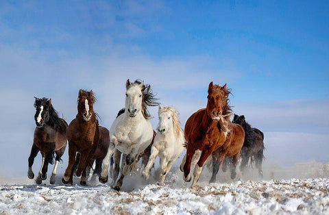 Mongolia Horses White Modern Wood Framed Art Print with Double Matting by Zhang, Libby