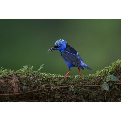 Little But Fierce White Modern Wood Framed Art Print by Barsh, Greg