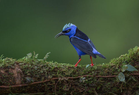 Little But Fierce White Modern Wood Framed Art Print with Double Matting by Barsh, Greg