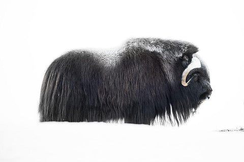 Muskox White Modern Wood Framed Art Print with Double Matting by Marchegiani, Roberto