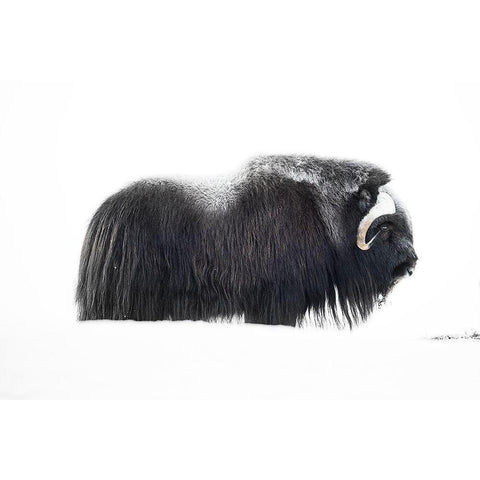 Muskox White Modern Wood Framed Art Print by Marchegiani, Roberto