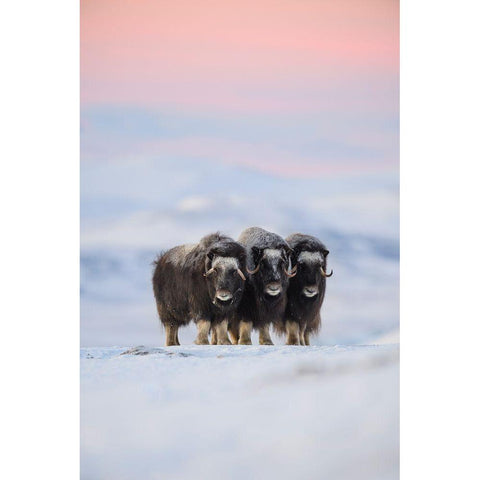 Muskox Black Modern Wood Framed Art Print by Marchegiani, Roberto