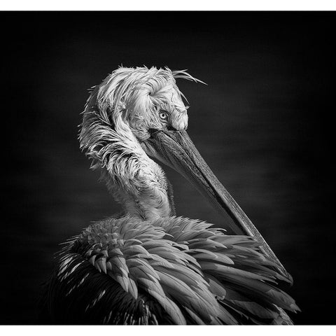 Pelican Black Modern Wood Framed Art Print by Tjandra, C.S.
