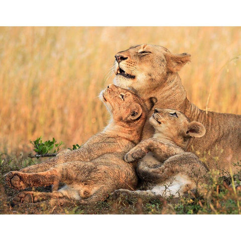 Mothers Love White Modern Wood Framed Art Print by Marx, Jaco