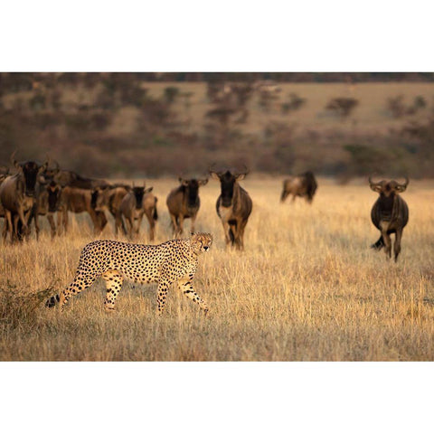 On The Hunt Black Modern Wood Framed Art Print with Double Matting by Doyle, Renee