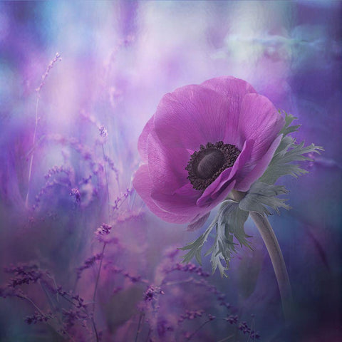 Ecstasy Black Ornate Wood Framed Art Print with Double Matting by Simongulashvili, Natalia