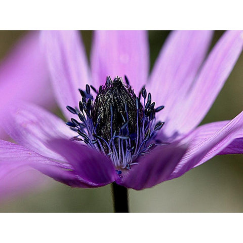 Violet Wild Flower Black Modern Wood Framed Art Print by Renata.Ivanovic