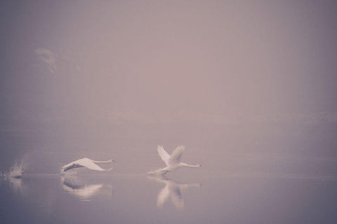 Foggy Takeoff White Modern Wood Framed Art Print with Double Matting by Dalheim, Jonas