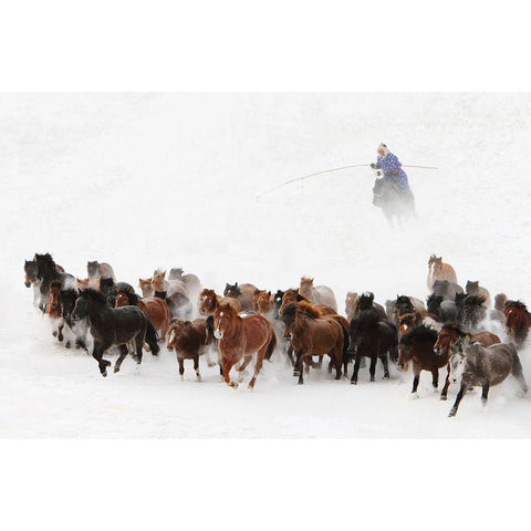 Horse Run In The Snow White Modern Wood Framed Art Print by Wong, Adam