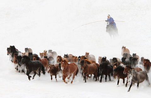 Horse Run In The Snow White Modern Wood Framed Art Print with Double Matting by Wong, Adam