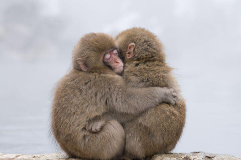 Forever Friends White Modern Wood Framed Art Print with Double Matting by Marumoto, Takeshi