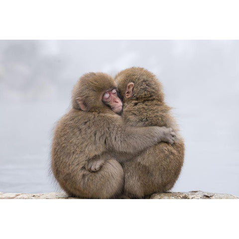 Forever Friends Black Modern Wood Framed Art Print by Marumoto, Takeshi