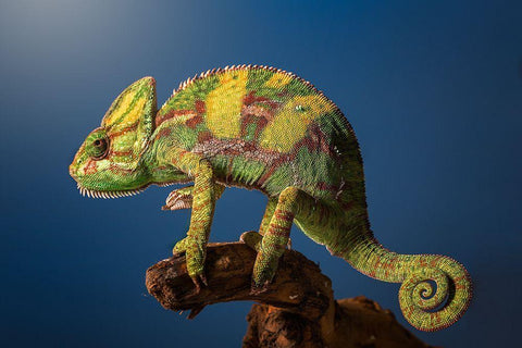 Curro White Modern Wood Framed Art Print with Double Matting by Garcia, Jose