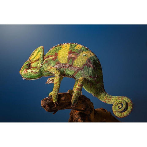 Curro Black Modern Wood Framed Art Print by Garcia, Jose