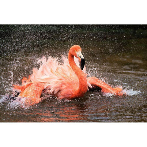 Bath White Modern Wood Framed Art Print by Fan, John