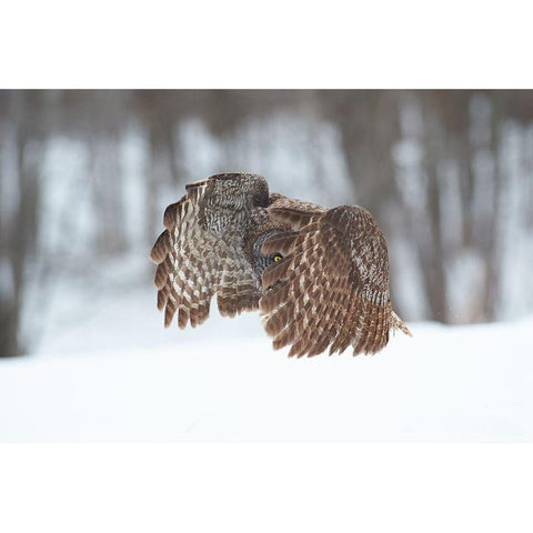 Great Grey Owl Black Modern Wood Framed Art Print by Luo, Jim