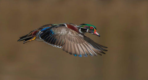 Wood Duck-Male In-Flight White Modern Wood Framed Art Print with Double Matting by A, Salman