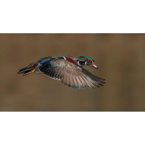 Wood Duck-Male In-Flight Black Modern Wood Framed Art Print by A, Salman