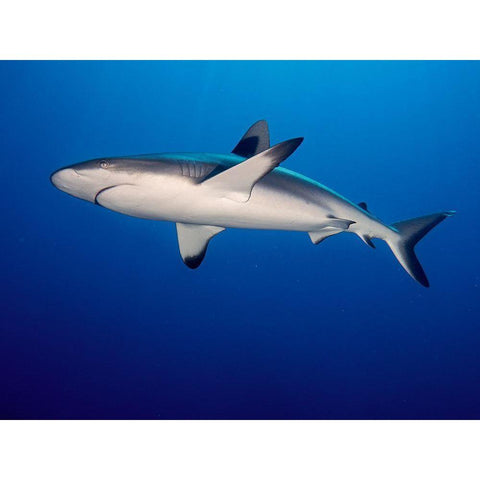Grey Reef Shark (Carcharhinus Amblyrhynchos) White Modern Wood Framed Art Print by Ben Tov, Ilan