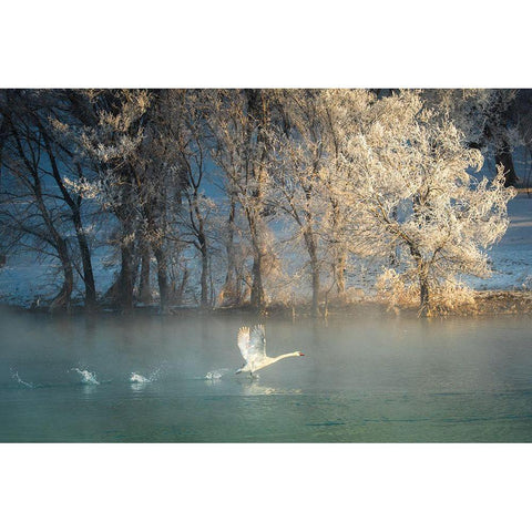 Spirit Of A Swan Black Modern Wood Framed Art Print with Double Matting by Mei, C.