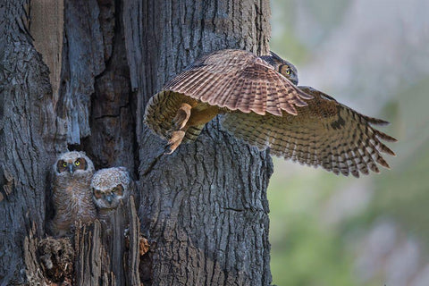 My Babies Are Hangry Black Ornate Wood Framed Art Print with Double Matting by Feng, Young