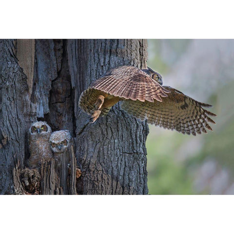 My Babies Are Hangry White Modern Wood Framed Art Print by Feng, Young